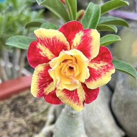 Адениум SAEN TA WAN – SUNLIGHT