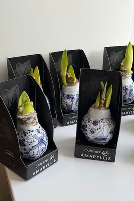 Амариллис в воске красивый