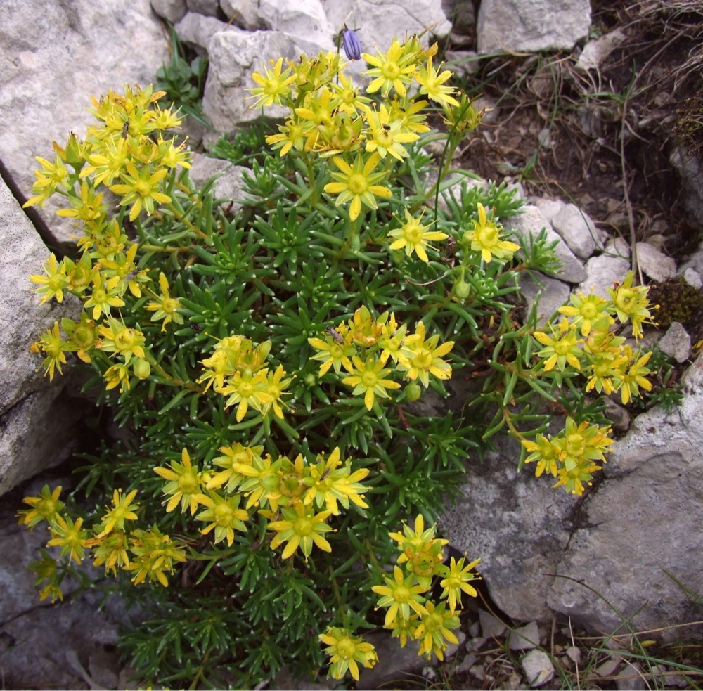 Камнеломка