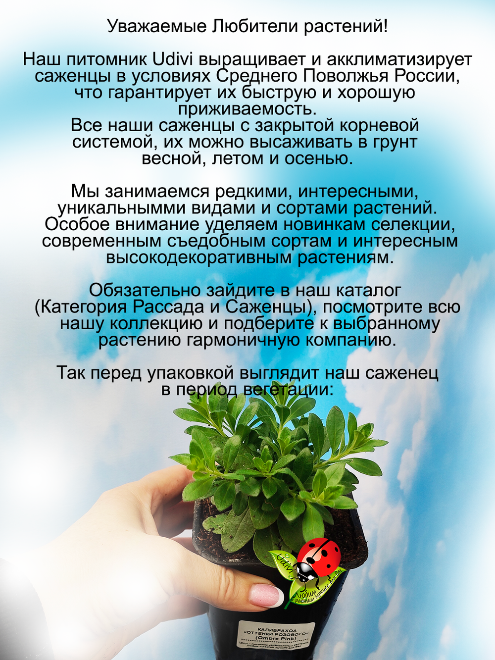 Калибрахоа Омбре Пинк