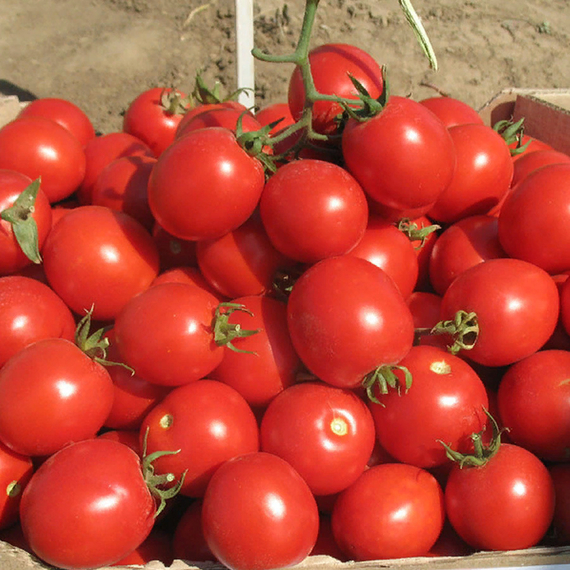 Солероссо F1 семена томата процессингового (Nunhems / Нюнемс) культура – фото 5