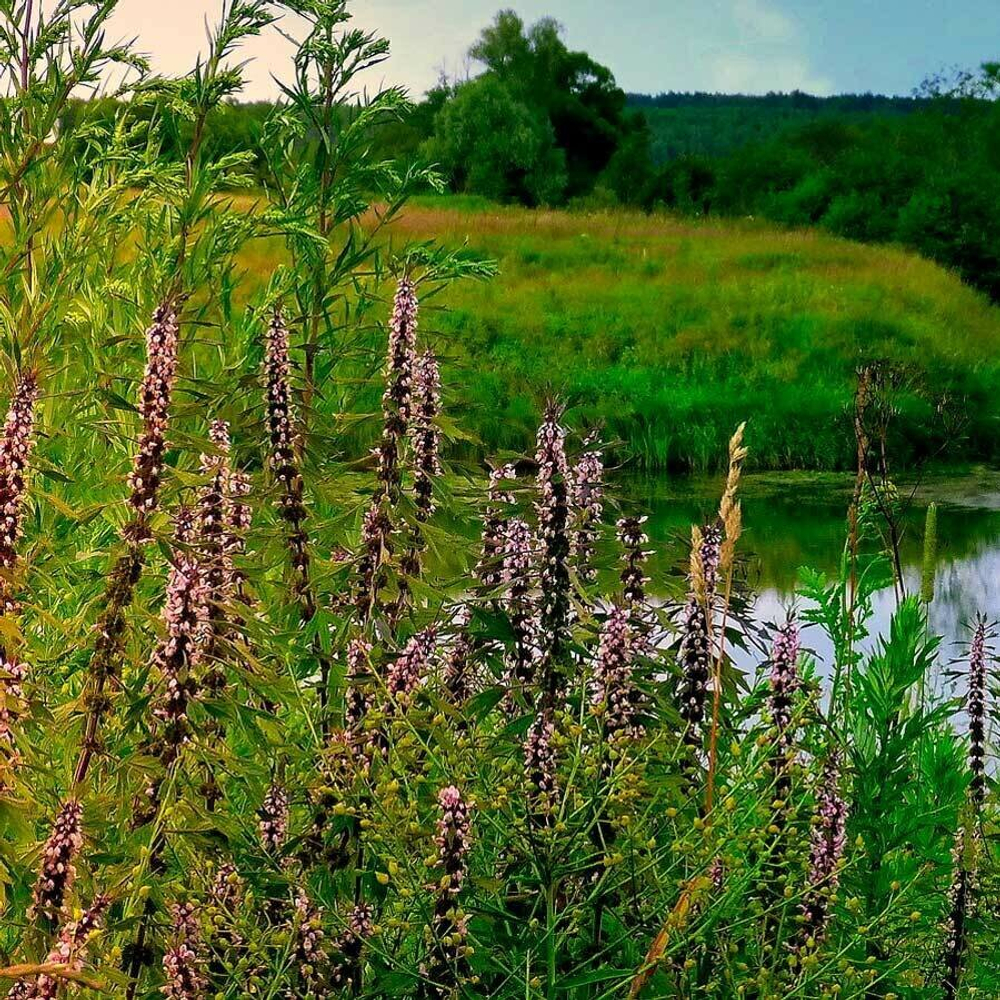 Пустырник (трава) 500 г