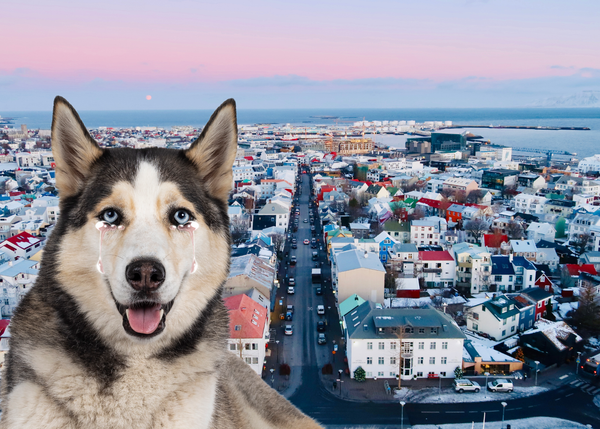 А вы знали, что однажды в Исландии… запретили собак?