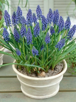 Мускари Арменикум Закупка М82 осень 2026