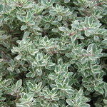 Тимьян Silver Queen