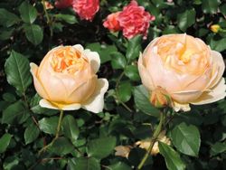 Джуд зе Обскур (Jude the Obscure)