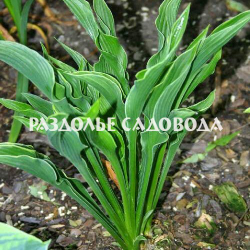 Хоста Прайинг Хэндс (горшок 3л)