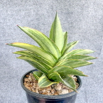 Сансевиерия ANDAMAN VAR s.L