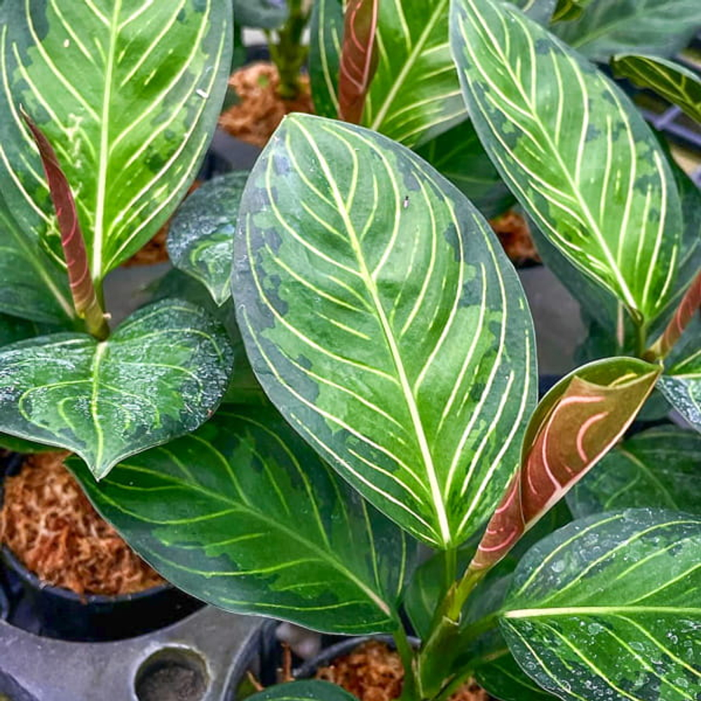 Аглаонема BLACK LIPSTICK