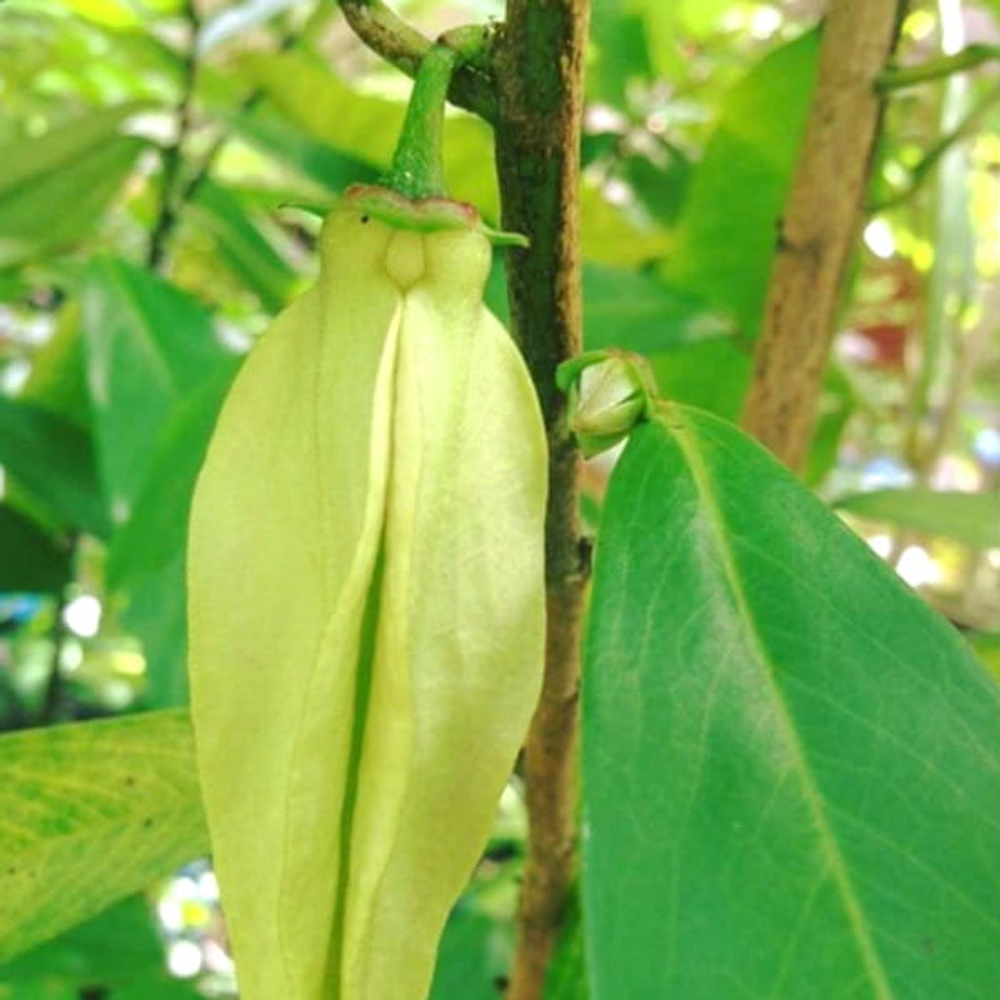 Гониоталамус тапис – Goniothalamus tapis