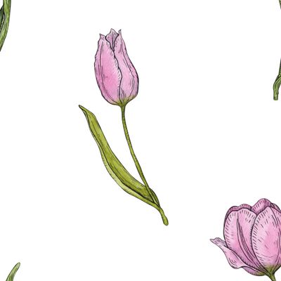 розовые тюльпаны акварелью на белом фоне