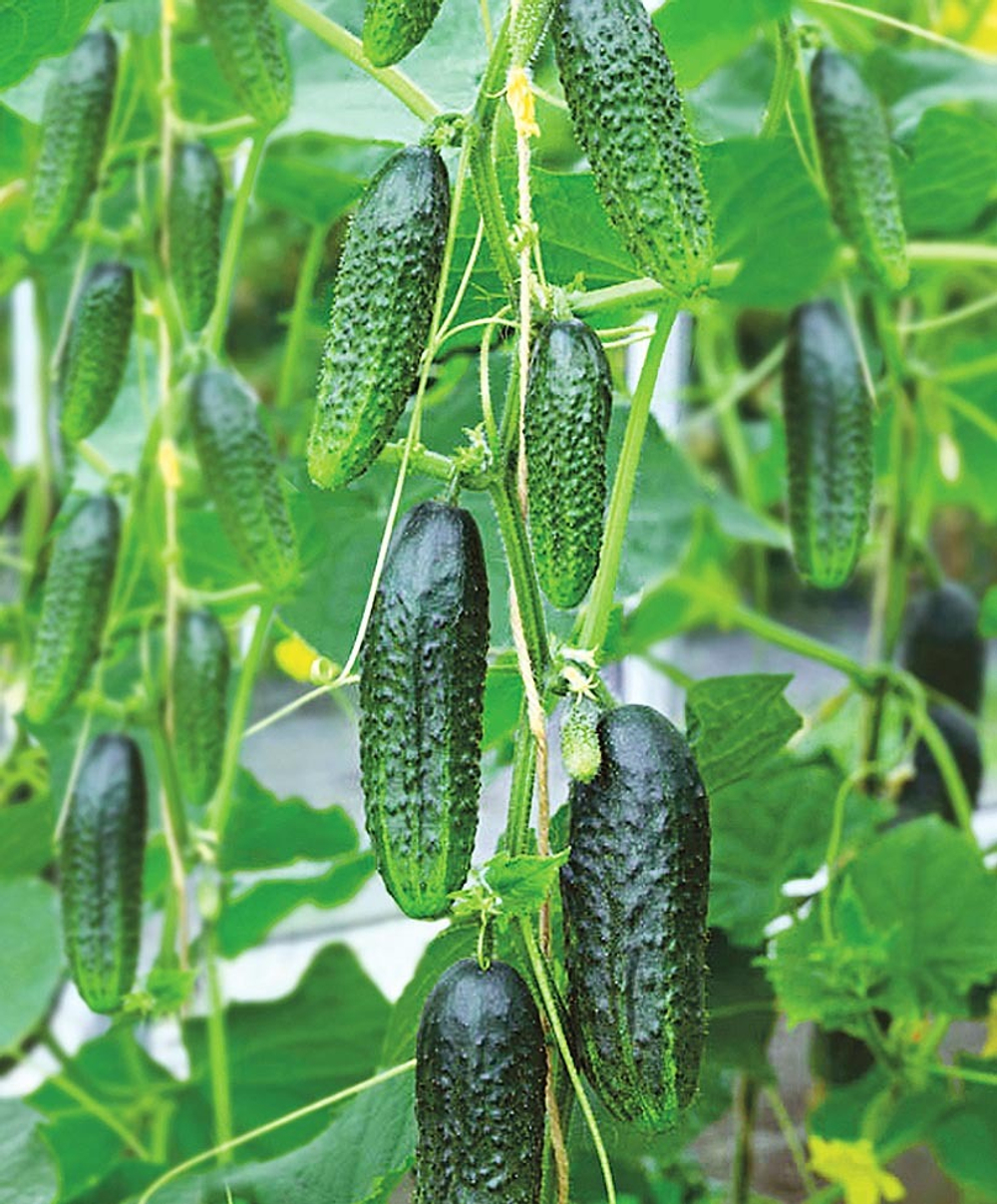 Огурец Сатина F1 (50шт) Витагрин Профи