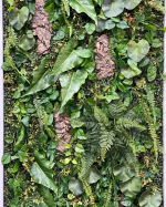 Антуриум куст 75 см.