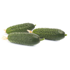 Кибрия F1 семена огурца партенокарпического (Rijk Zwaan / Райк Цваан)