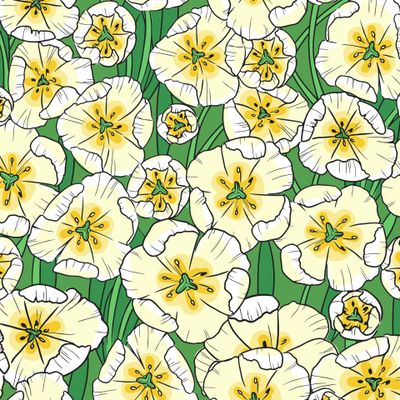 белые тюльпаны