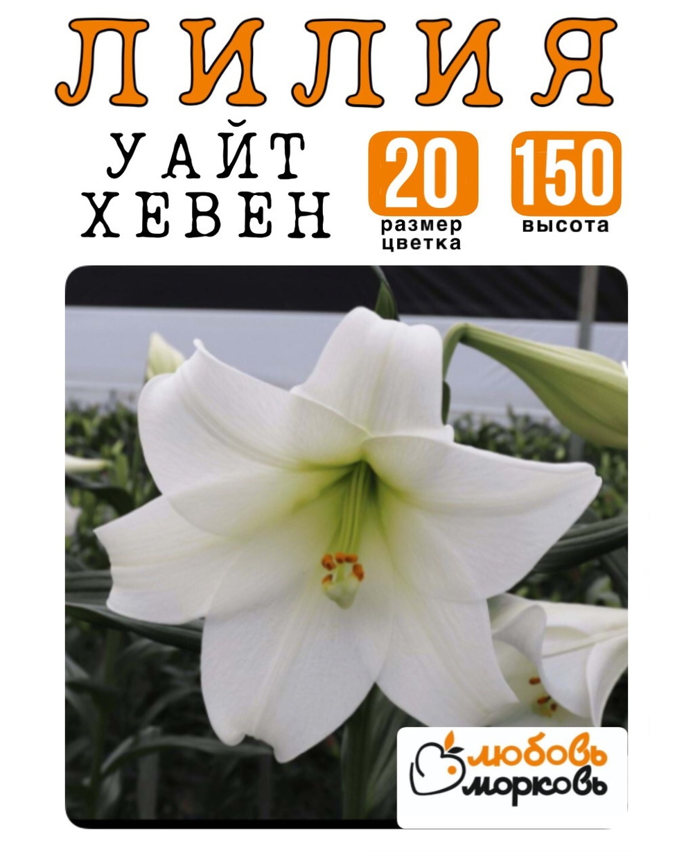 Лилия Луковица, Уайт Хевен, гибридный, 1 шт