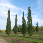 Тополь пирамидальный f34 220-250