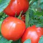 Бобкат F1 семена томата детерминантного (Syngenta / Сингента)