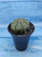 Astrophytum Asterias (Астрофитум)