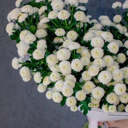 159. Воздушный стойкий моно-букет с хризантемой сантини