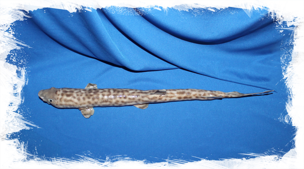 Котовая Акула сушеная