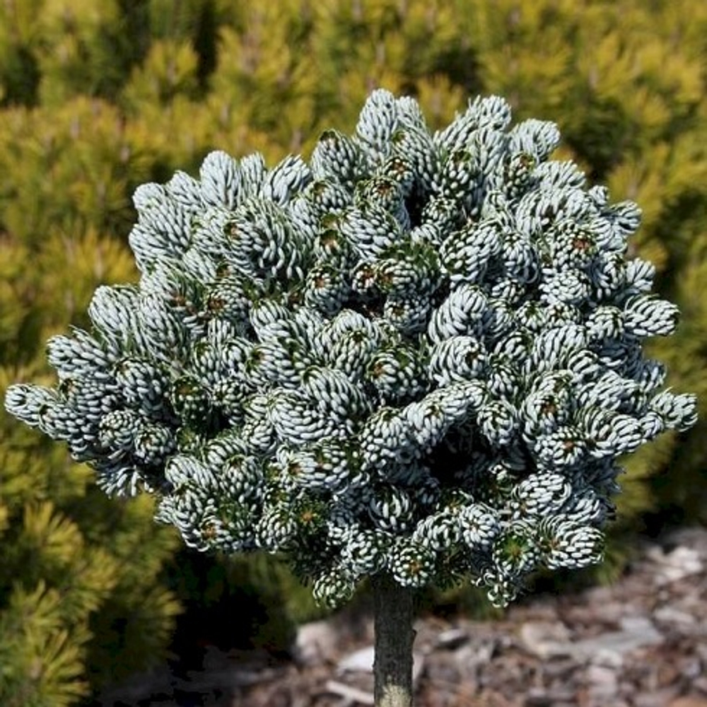 Пихта корейская на штамбе