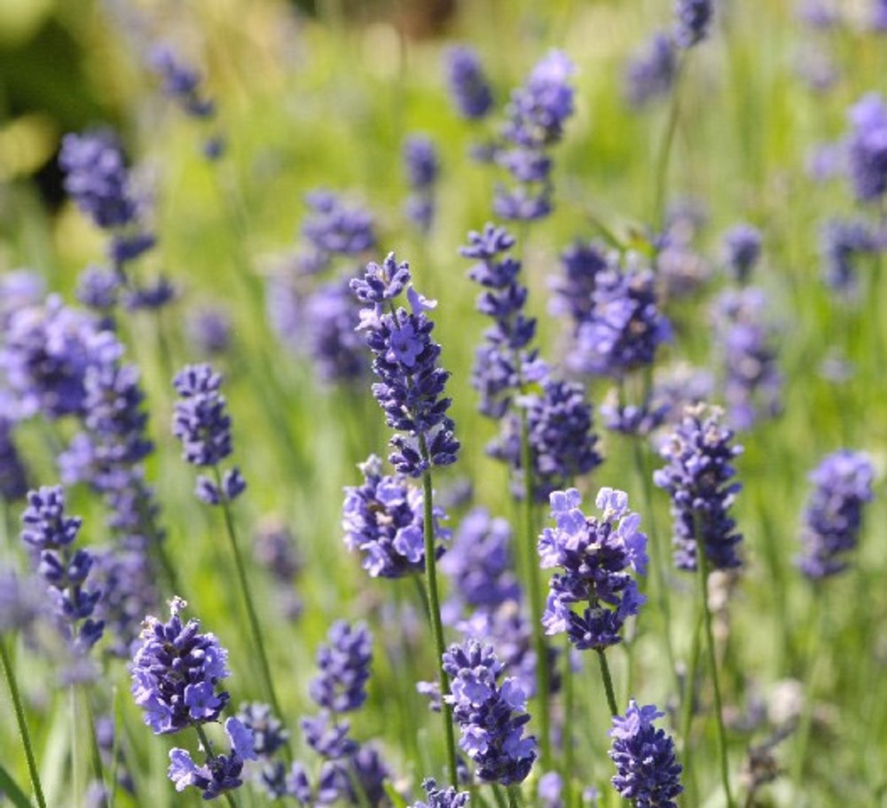 Лаванда узколистная Элеганс