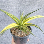 Сансевиерия PHENOMENAL YELLOW VAR