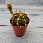 Gymnocalycium Friedrichii (Гимнокалициум)