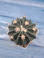 Stenocactus Coptonogonus (Стенокактус)