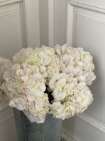 Гортензия в нежно-розовом оттенке