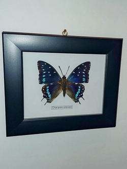 Бабочка Charaxes etesipe в рамке