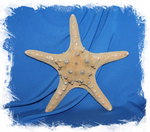 Морские звезды купить для декора