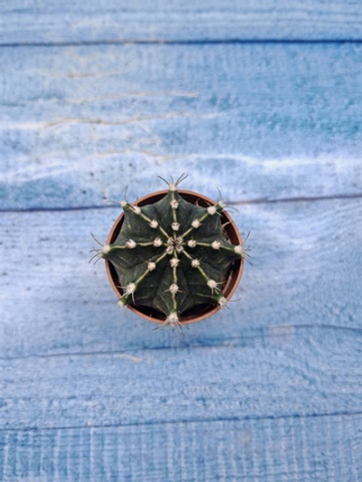 Gymnocalycium Friedrichii (Гимнокалициум)