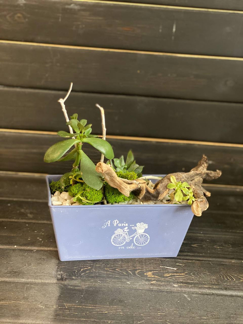 Суккулент вжелезном кашпо с корягой