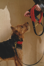 Ошейник "Пони-маскарпони" терракот