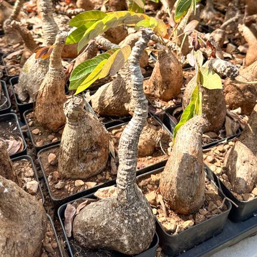 Филлантус MIRABILIS size M (S65)