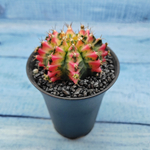 Gymnocalycium Variegata (Гимнокалициум Вариегатный)