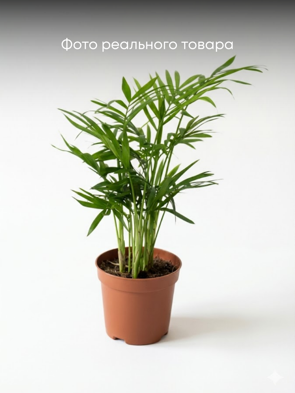 Ховея Dwarf Palm д.9