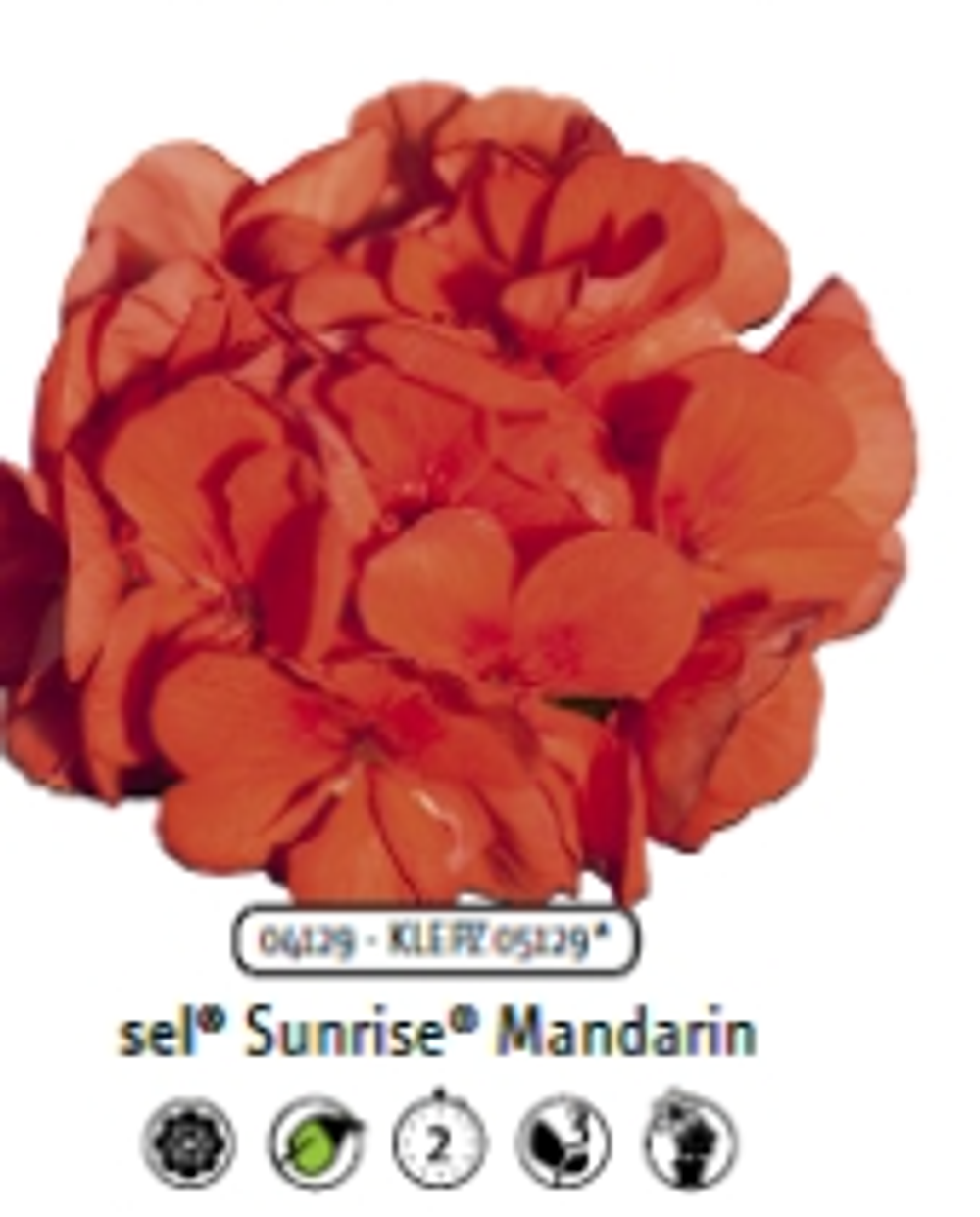 Пеларгония зональная Mandarine ЕВРО укорененный черенок ОКС