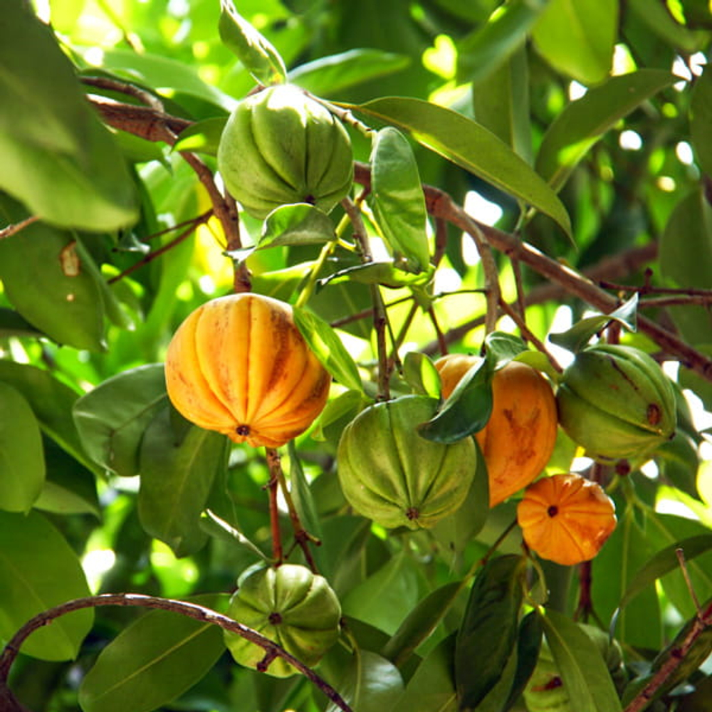 Гарциния кова – Garcinia cowa