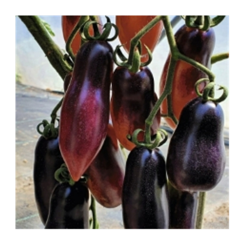 Длинная Высокая Салли (Долговязая Салли) / Long Tall Sally / пурпурная