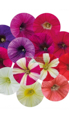 Петуния SUCCESS 360° MIX (Драже)