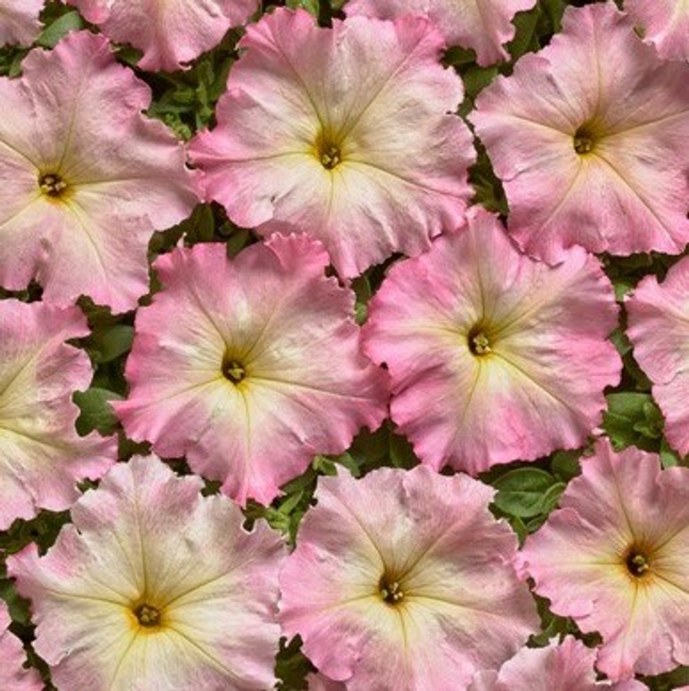 Петуния многоцветковая Алёнка F1 25шт.