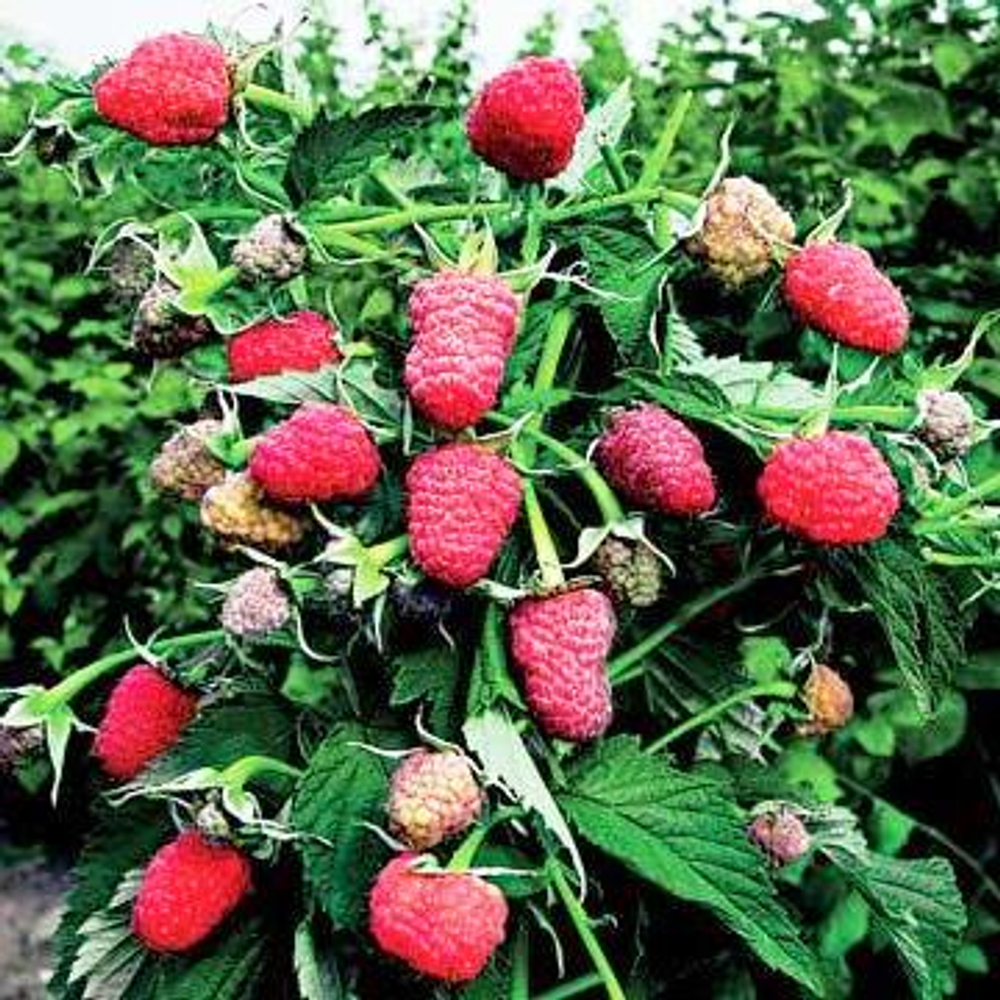 Малина Брянское Диво (ремонтантная)