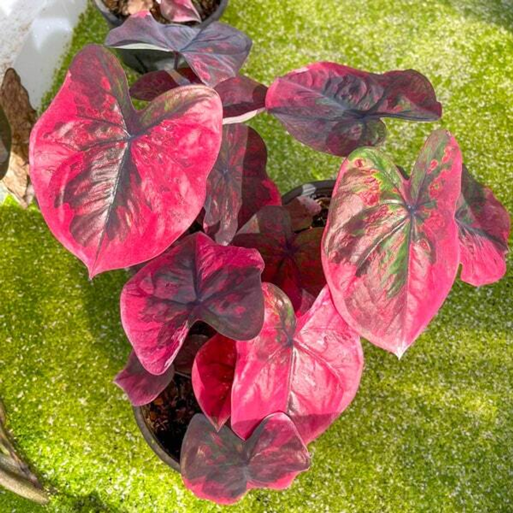 Каладиум RED DEVILS