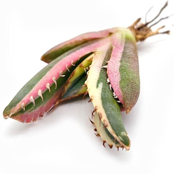 Агава титанота Снаггл Тус вариегата