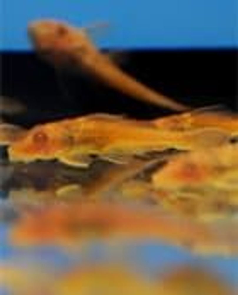 (065)  Плекостомус (Hypostomis plecostomus)