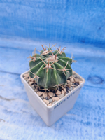 Ferocactus Latispinus (Ферокактус)