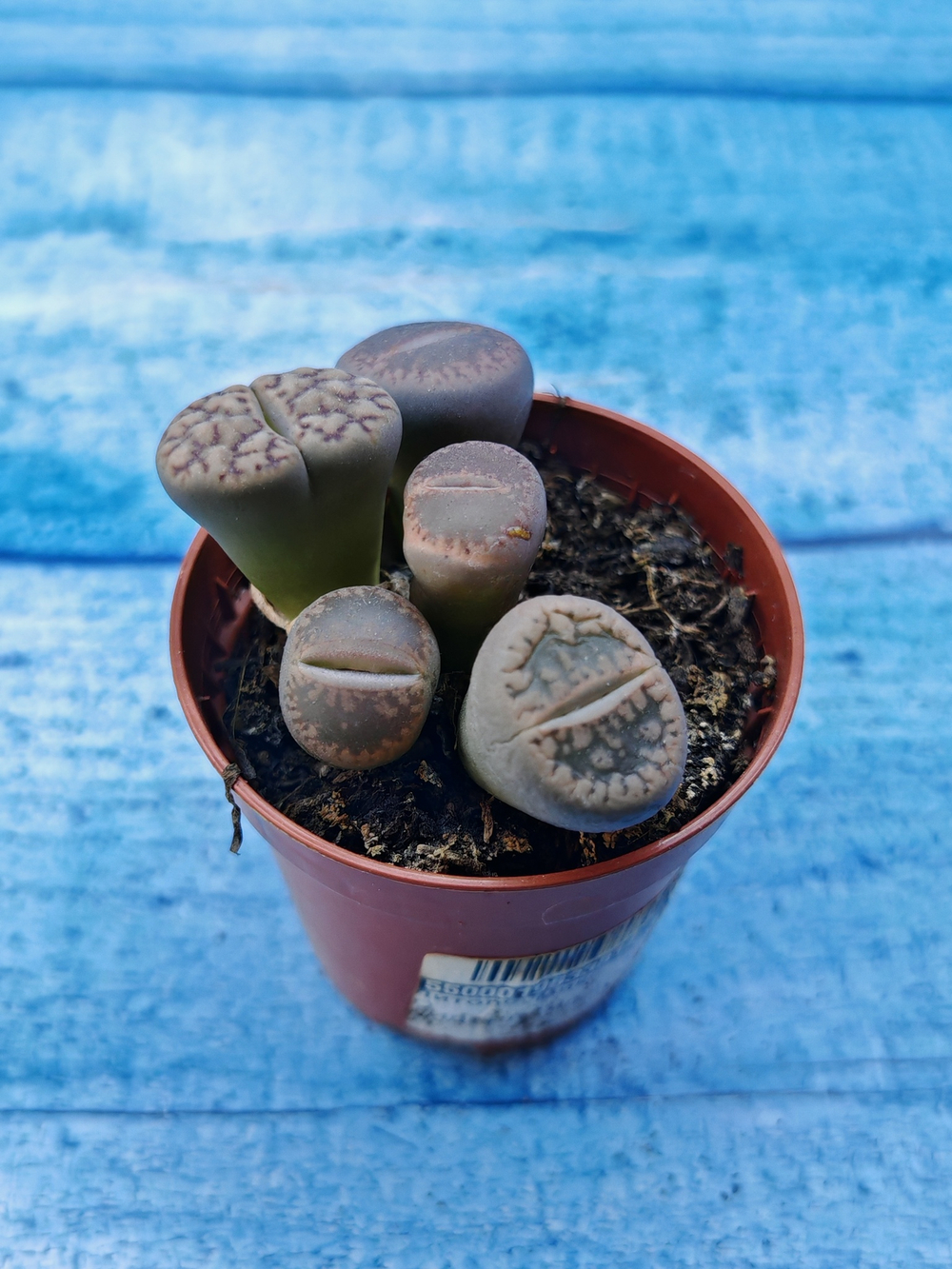 Lithops sp. (Литопсы)